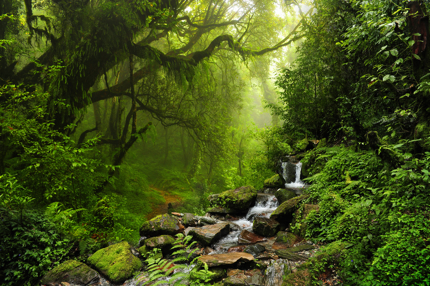 Brazilian rainforest